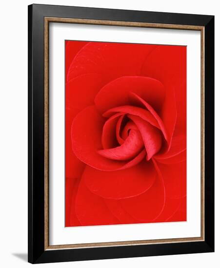 Red Pinwheel Begonia Flower-John McAnulty-Framed Photographic Print