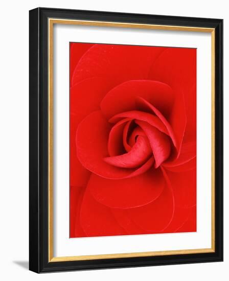 Red Pinwheel Begonia Flower-John McAnulty-Framed Photographic Print