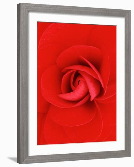 Red Pinwheel Begonia Flower-John McAnulty-Framed Photographic Print