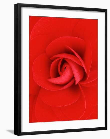 Red Pinwheel Begonia Flower-John McAnulty-Framed Photographic Print