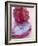 Red Pitahaya-Nicolas Leser-Framed Photographic Print