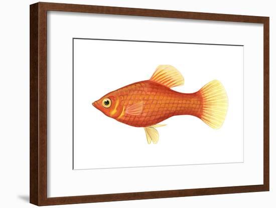 Red Platy (Xiphophorus Maculatus), Fishes-Encyclopaedia Britannica-Framed Art Print