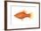 Red Platy (Xiphophorus Maculatus), Fishes-Encyclopaedia Britannica-Framed Art Print