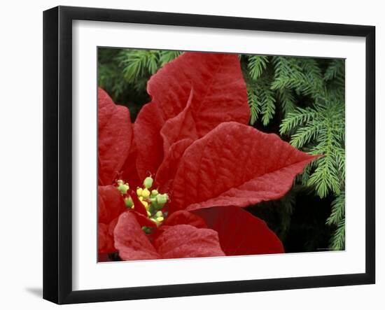 Red Poinsettia and Fir Bow, Washington, USA-null-Framed Photographic Print