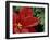 Red Poinsettia and Fir Bow, Washington, USA-null-Framed Photographic Print