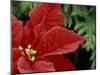 Red Poinsettia and Fir Bow, Washington, USA-null-Mounted Photographic Print