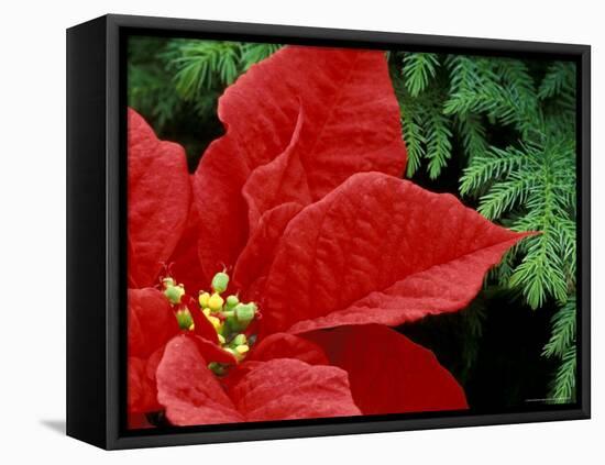 Red Poinsettia, Washington, USA-null-Framed Premier Image Canvas