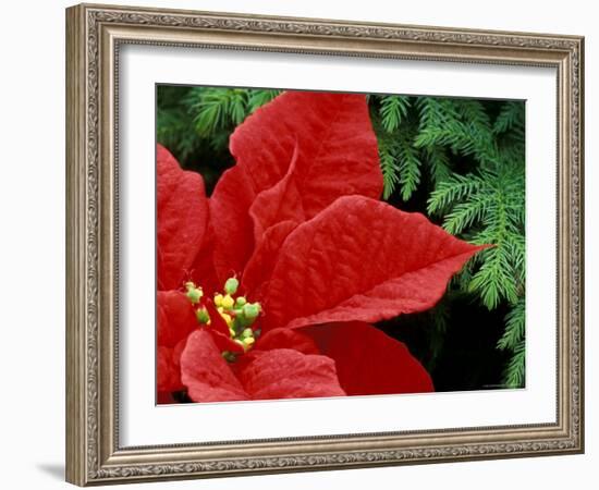 Red Poinsettia, Washington, USA-null-Framed Photographic Print