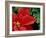 Red Poinsettia, Washington, USA-null-Framed Photographic Print