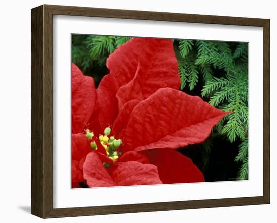 Red Poinsettia, Washington, USA-null-Framed Photographic Print