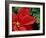 Red Poinsettia, Washington, USA-null-Framed Photographic Print