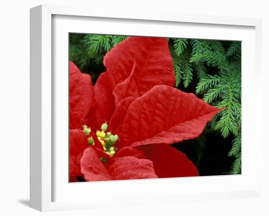 Red Poinsettia, Washington, USA-null-Framed Photographic Print