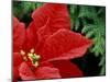 Red Poinsettia, Washington, USA-null-Mounted Photographic Print