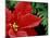 Red Poinsettia, Washington, USA-null-Mounted Photographic Print