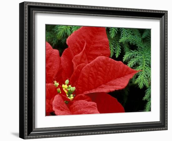 Red Poinsettia, Washington, USA-null-Framed Photographic Print