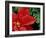 Red Poinsettia, Washington, USA-null-Framed Photographic Print