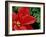 Red Poinsettia, Washington, USA-null-Framed Photographic Print