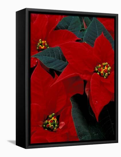 Red Poinsettia, Washington, USA-null-Framed Premier Image Canvas