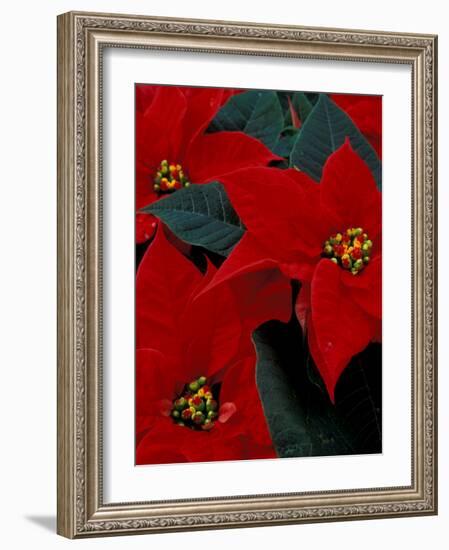 Red Poinsettia, Washington, USA-null-Framed Photographic Print