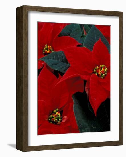 Red Poinsettia, Washington, USA-null-Framed Photographic Print