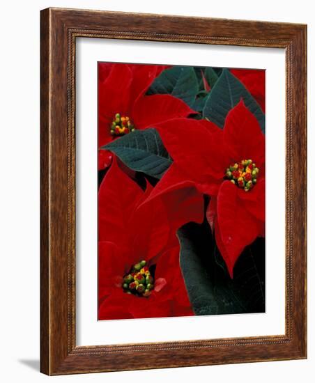 Red Poinsettia, Washington, USA-null-Framed Photographic Print