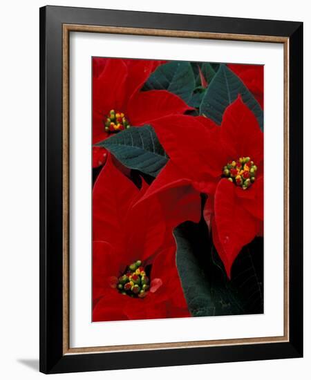 Red Poinsettia, Washington, USA-null-Framed Photographic Print