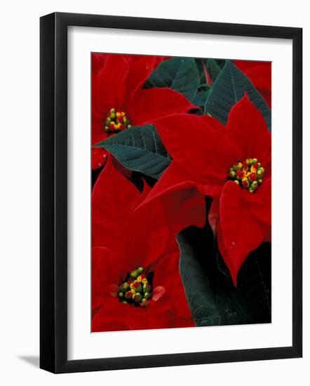 Red Poinsettia, Washington, USA-null-Framed Photographic Print