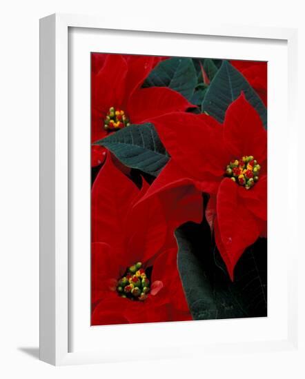 Red Poinsettia, Washington, USA-null-Framed Photographic Print