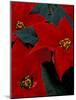 Red Poinsettia, Washington, USA-null-Mounted Photographic Print