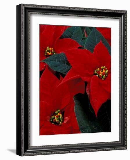 Red Poinsettia, Washington, USA-null-Framed Photographic Print