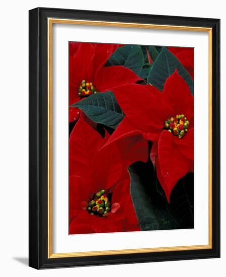 Red Poinsettia, Washington, USA-null-Framed Photographic Print