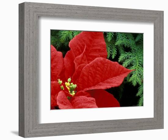 Red Poinsettia, Washington, USA-null-Framed Photographic Print