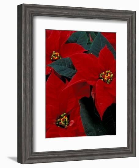 Red Poinsettia, Washington, USA-null-Framed Photographic Print