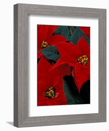 Red Poinsettia, Washington, USA-null-Framed Photographic Print