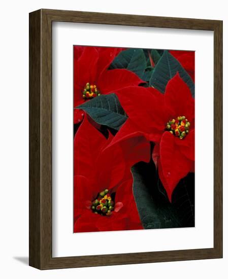 Red Poinsettia, Washington, USA-null-Framed Photographic Print