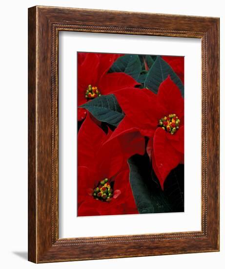 Red Poinsettia, Washington, USA-null-Framed Photographic Print