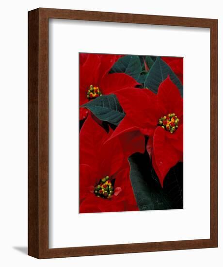 Red Poinsettia, Washington, USA-null-Framed Photographic Print