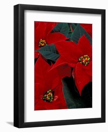 Red Poinsettia, Washington, USA-null-Framed Photographic Print