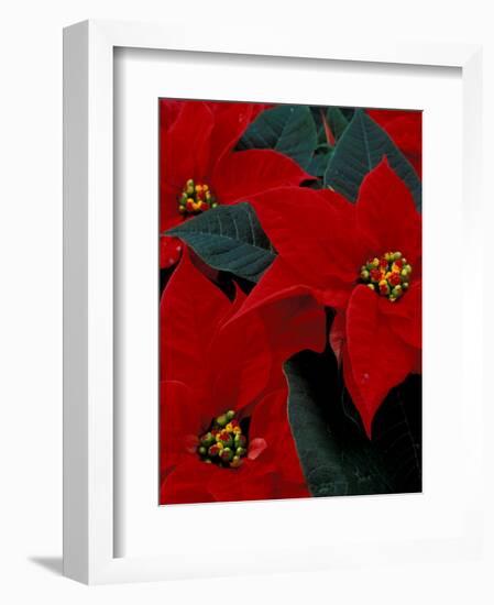 Red Poinsettia, Washington, USA-null-Framed Photographic Print