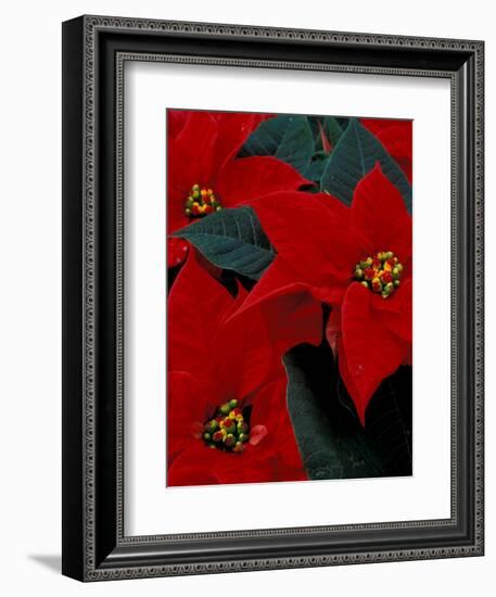 Red Poinsettia, Washington, USA-null-Framed Photographic Print