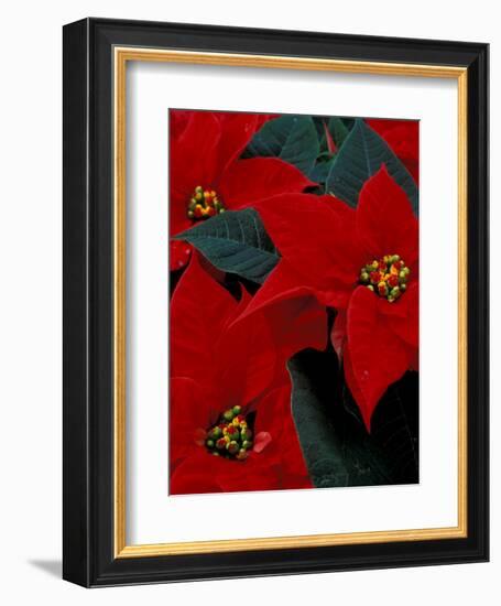 Red Poinsettia, Washington, USA-null-Framed Photographic Print