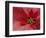 Red Poinsettia, Washington, USA-Jamie & Judy Wild-Framed Photographic Print