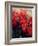 Red Poinsettias-Karen Armitage-Framed Giclee Print