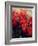 Red Poinsettias-Karen Armitage-Framed Giclee Print
