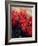 Red Poinsettias-Karen Armitage-Framed Giclee Print