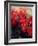 Red Poinsettias-Karen Armitage-Framed Giclee Print