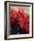 Red Poinsettias-Karen Armitage-Framed Giclee Print