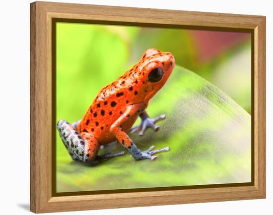 Red Poison Arrow Frog on Leaf. Oophaga Pumilio, an Amphibian of the Tropical Rainforest in Panama.-kikkerdirk-Framed Premier Image Canvas