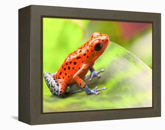 Red Poison Arrow Frog on Leaf. Oophaga Pumilio, an Amphibian of the Tropical Rainforest in Panama.-kikkerdirk-Framed Premier Image Canvas