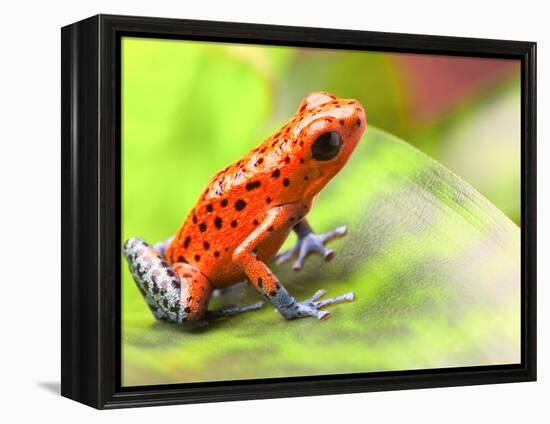 Red Poison Arrow Frog on Leaf. Oophaga Pumilio, an Amphibian of the Tropical Rainforest in Panama.-kikkerdirk-Framed Premier Image Canvas